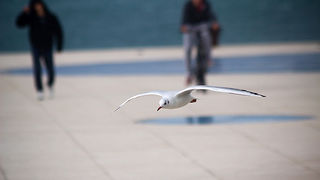 Galebov let (foto:Saša Čuka)