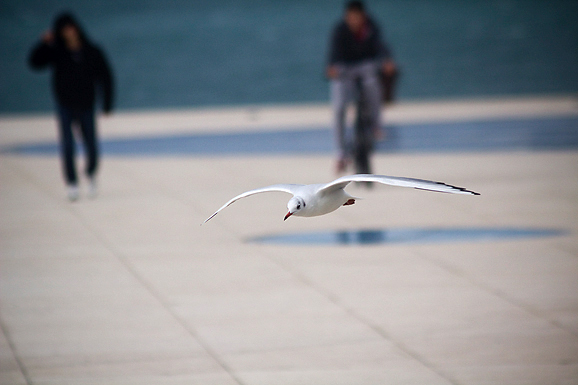 Galebov let (foto:Saša Čuka)