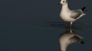 Moj galebe by Leo Banić