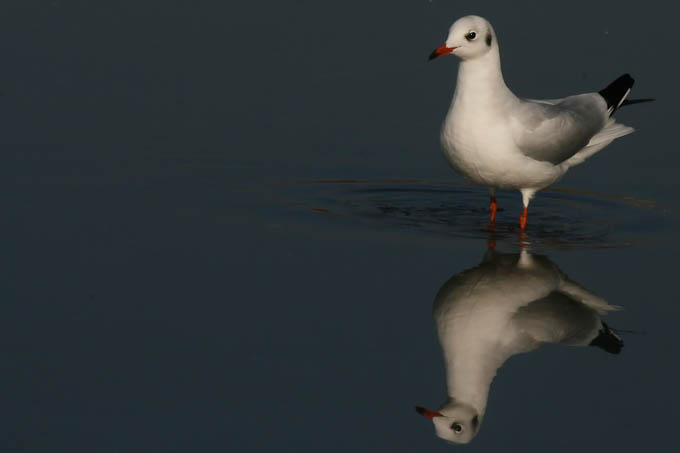 Moj galebe by Leo Banić