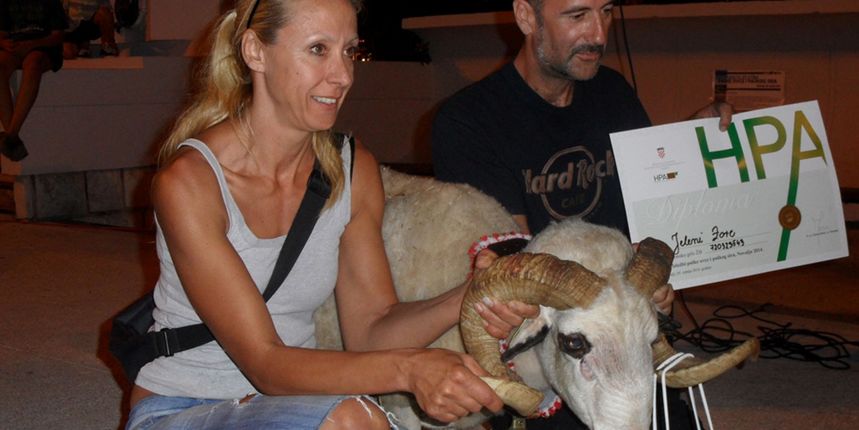 Održana 14. Izložba paške ovce i paškog sira Održana 14. Izložba paške ovce i paškog sira