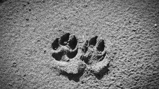 Crno bijela bajka na Kraljičinoj plaži, foto: Iva Perinčić