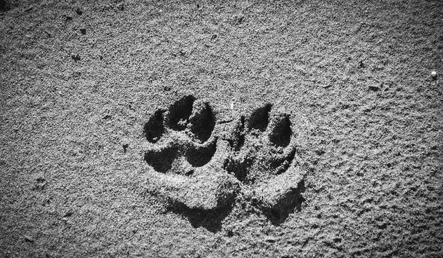 Crno bijela bajka na Kraljičinoj plaži, foto: Iva Perinčić