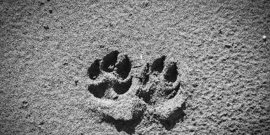 Crno bijela bajka na Kraljičinoj plaži, foto: Iva Perinčić