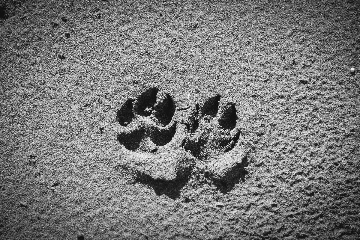 Crno bijela bajka na Kraljičinoj plaži, foto: Iva Perinčić