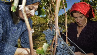 Stankovci, 101010.
Zadnja berba grozdja vodicke obitelji Roca u njihovom vinogradu. Po tradicionalnom obicaju zenski dio beraca bio je u vodickim “radnim nosnjama” koje su zene nekada nosile.
Foto: Marija Mihic / Cropix Stankovci, 101010.
Zadnja berba grozdja vodicke obitelji Roca u njihovom vinogradu. Po tradicionalnom obicaju zenski dio beraca bio je u vodickim “radnim nosnjama” koje su zene nekada nosile.
Foto: Marija Mihic / Cropix