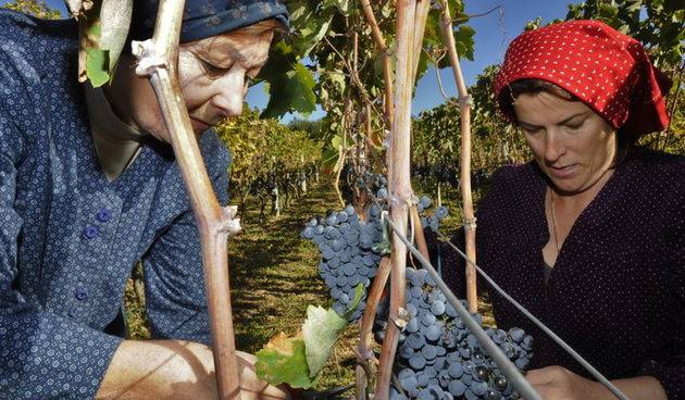Stankovci, 101010.
Zadnja berba grozdja vodicke obitelji Roca u njihovom vinogradu. Po tradicionalnom obicaju zenski dio beraca bio je u vodickim “radnim nosnjama” koje su zene nekada nosile. 
Foto: Marija Mihic / Cropix