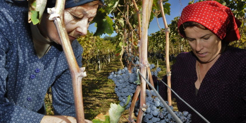 Stankovci, 101010.
Zadnja berba grozdja vodicke obitelji Roca u njihovom vinogradu. Po tradicionalnom obicaju zenski dio beraca bio je u vodickim “radnim nosnjama” koje su zene nekada nosile. 
Foto: Marija Mihic / Cropix