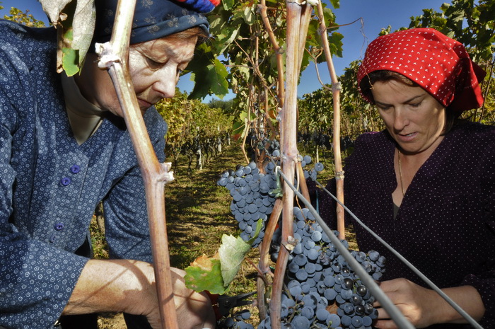 Stankovci, 101010.
Zadnja berba grozdja vodicke obitelji Roca u njihovom vinogradu. Po tradicionalnom obicaju zenski dio beraca bio je u vodickim “radnim nosnjama” koje su zene nekada nosile.
Foto: Marija Mihic / Cropix Stankovci, 101010.
Zadnja berba grozdja vodicke obitelji Roca u njihovom vinogradu. Po tradicionalnom obicaju zenski dio beraca bio je u vodickim “radnim nosnjama” koje su zene nekada nosile.
Foto: Marija Mihic / Cropix