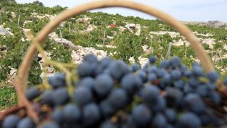 Primošten. Počela berba grožđa od kojeg se pravi svjetski poznato vino Babić. Photo: Duško Jaramaz/PIXSELL Primošten. Počela berba grožđa od kojeg se pravi svjetski poznato vino Babić. Photo: Duško Jaramaz/PIXSELL