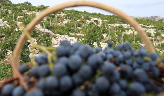 Primošten. Počela berba grožđa od kojeg se pravi svjetski poznato vino Babić. Photo: Duško Jaramaz/PIXSELL
