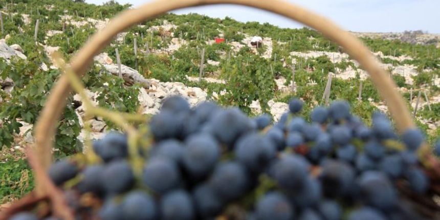 Primošten. Počela berba grožđa od kojeg se pravi svjetski poznato vino Babić. Photo: Duško Jaramaz/PIXSELL