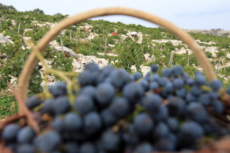 Primošten. Počela berba grožđa od kojeg se pravi svjetski poznato vino Babić. Photo: Duško Jaramaz/PIXSELL Primošten. Počela berba grožđa od kojeg se pravi svjetski poznato vino Babić. Photo: Duško Jaramaz/PIXSELL