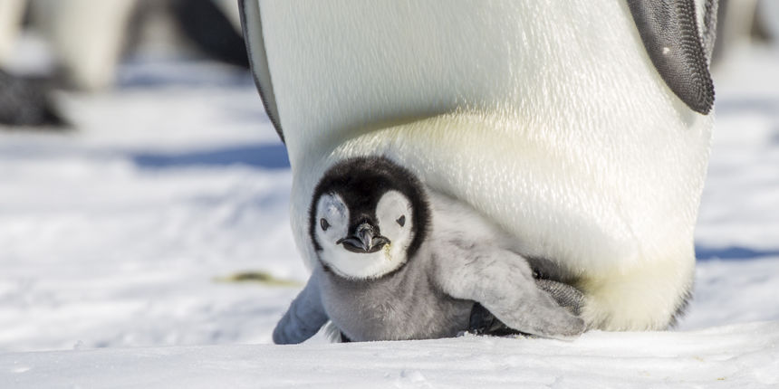 Carski pingvin Carski pingvin