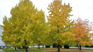 Prekrasne boje bjelovarske jeseni, Photo: Damir Špehar/PIXSELL