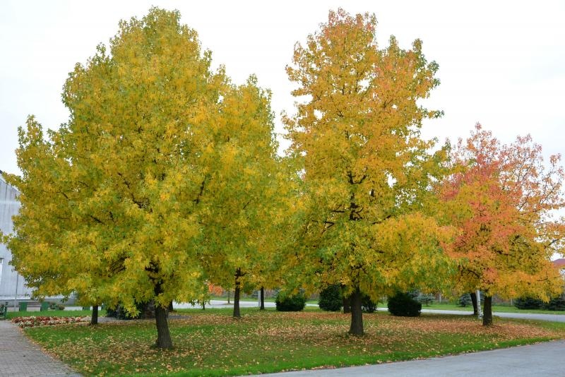 Prekrasne boje bjelovarske jeseni, Photo: Damir Špehar/PIXSELL