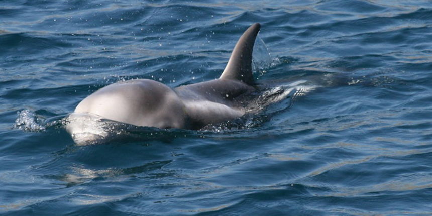 Zadar, 240510.
Javna Ustanova “Park prirode Telascica” je dobila informaciju o vidjenoj ozlijedjenoj jedinki mladog dupina u prolazu Vela Proversa unutar akvatorija PP “Telascica”. 
Foto: uprava parka Telascica / CROPIX