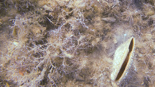 OLYMPUS DIGITAL CAMERA OLYMPUS DIGITAL CAMERA