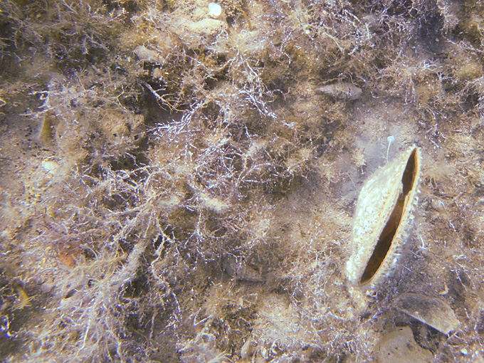 OLYMPUS DIGITAL CAMERA OLYMPUS DIGITAL CAMERA