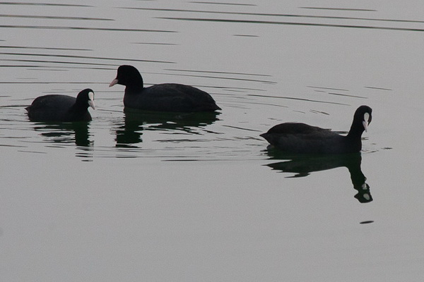 Liske u uvali Bregdetti