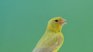 Pobjednici 33. Ornitoloskog prvenstva Hrvatske, Foto: Ivan Dilber Pobjednici 33. Ornitoloskog prvenstva Hrvatske, Foto: Ivan Dilber