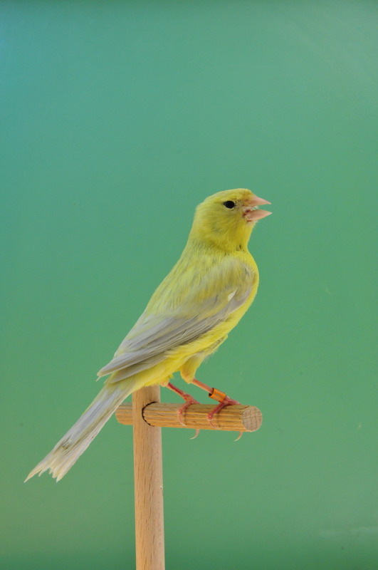 Pobjednici 33. Ornitoloskog prvenstva Hrvatske, Foto: Ivan Dilber Pobjednici 33. Ornitoloskog prvenstva Hrvatske, Foto: Ivan Dilber