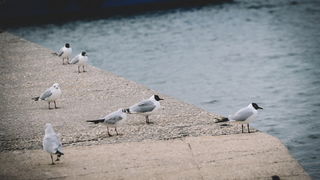 Đir po gradu: Škura bura u Zadru 14. ožujka 2016. Đir po gradu: Škura bura u Zadru 14. ožujka 2016.