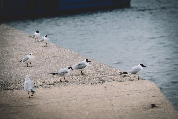 Đir po gradu: Škura bura u Zadru 14. ožujka 2016. Đir po gradu: Škura bura u Zadru 14. ožujka 2016.