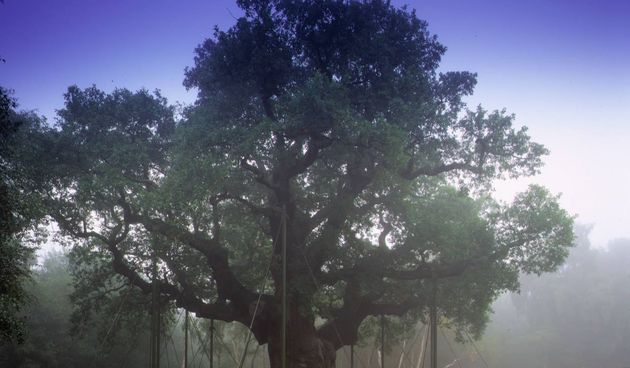 Sherwood/Foto: www.sherwoodsweb.com