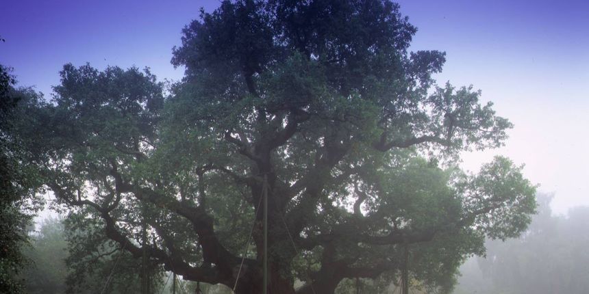 Sherwood/Foto: www.sherwoodsweb.com Sherwood/Foto: www.sherwoodsweb.com