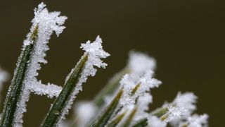 Zbog jutarnjih temperatura u minusu raslinje na kontinentu je prekriveno injem