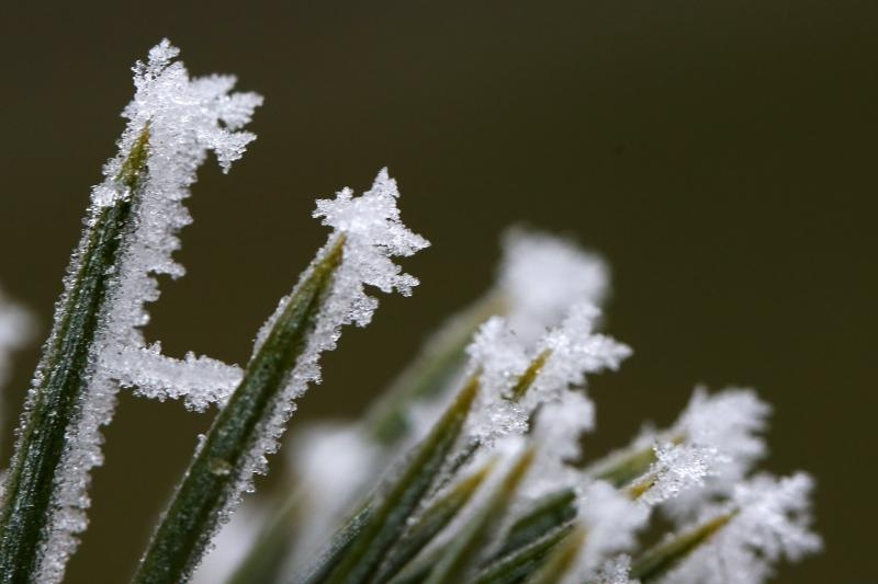Zbog jutarnjih temperatura u minusu raslinje na kontinentu je prekriveno injem