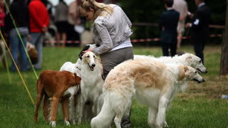 Zadar, 020513.  
Kamp na zadarskom predjelu Borik. 13. po redu medjunarodna izlozba pasa CACIB Zadar dog show 2013. 
Foto: Jure Miskovic / CROPIX