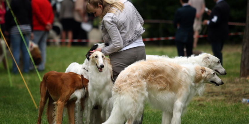 Zadar, 020513.
Kamp na zadarskom predjelu Borik. 13. po redu medjunarodna izlozba pasa CACIB Zadar dog show 2013.
Foto: Jure Miskovic / CROPIX Zadar, 020513.
Kamp na zadarskom predjelu Borik. 13. po redu medjunarodna izlozba pasa CACIB Zadar dog show 2013.
Foto: Jure Miskovic / CROPIX