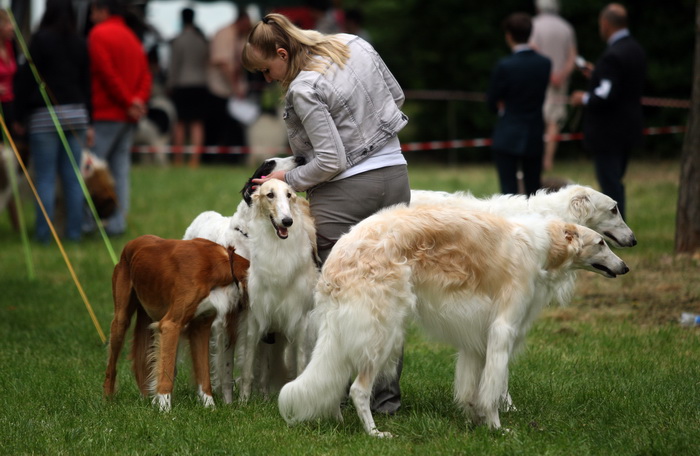 Zadar, 020513.  
Kamp na zadarskom predjelu Borik. 13. po redu medjunarodna izlozba pasa CACIB Zadar dog show 2013. 
Foto: Jure Miskovic / CROPIX