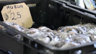 Image 1200385 (auto)