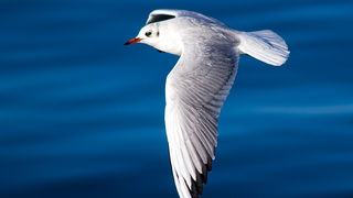 Zadarski galebovi (foto:Saša Čuka)