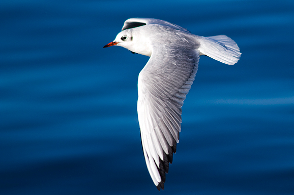 Zadarski galebovi (foto:Saša Čuka)