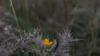 Đir do Ljupča, foto: Darko Belančić