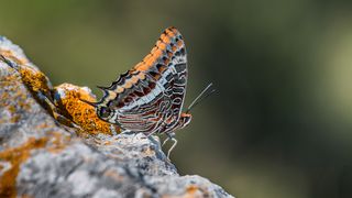 Izlet do Dugog otoka – planinarenje do Orljaka i posjet Velom Ratu