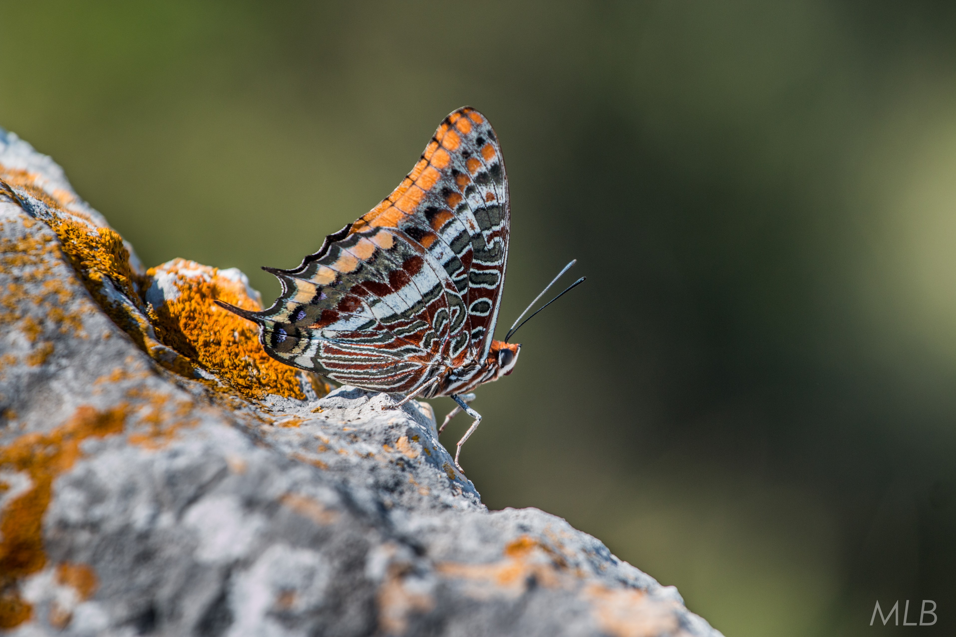 Izlet do Dugog otoka – planinarenje do Orljaka i posjet Velom Ratu
