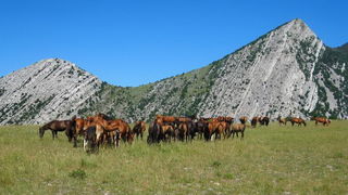 Velebit: Konji u Libinju