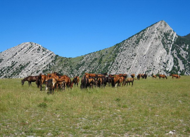 Velebit: Konji u Libinju