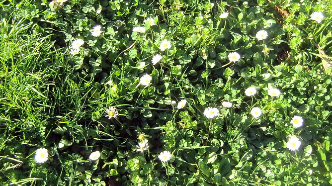 Prijepodne u parku Vruljica