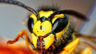 Bibinjski sinac, Foto: Leo Banic Bibinjski sinac, Foto: Leo Banic