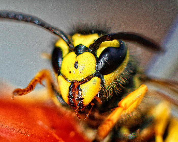 Bibinjski sinac, Foto: Leo Banic Bibinjski sinac, Foto: Leo Banic