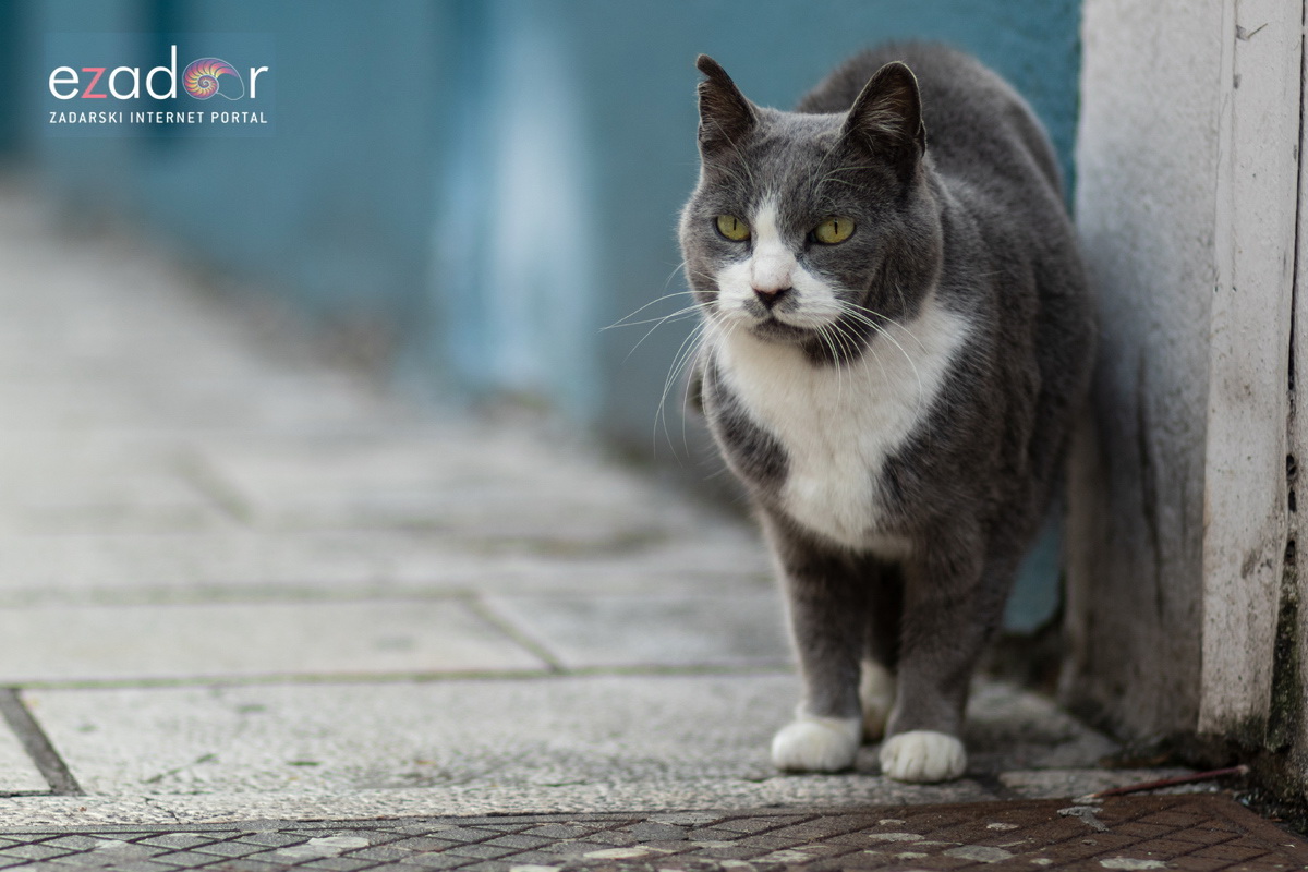 Đir po gradu, subotnja špica 19. siječnja 2019. Đir po gradu, subotnja špica 19. siječnja 2019.