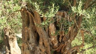 Lun: u posjeti tisućljetnom masliniku, Foto: Luka Stanzl/PIXSELL Lun: u posjeti tisućljetnom masliniku, Foto: Luka Stanzl/PIXSELL