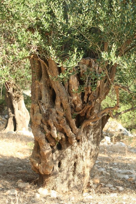 Lun: u posjeti tisućljetnom masliniku, Foto: Luka Stanzl/PIXSELL Lun: u posjeti tisućljetnom masliniku, Foto: Luka Stanzl/PIXSELL