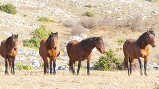 Velebitski divlji konji, Foto: Leo Banić